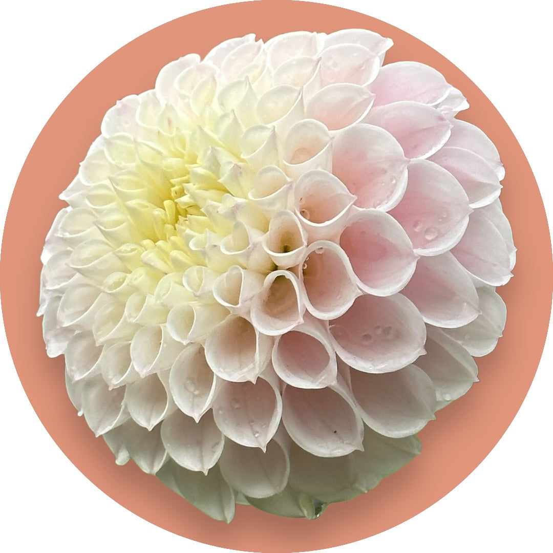 Dahlia - 'Wizard of Oz'