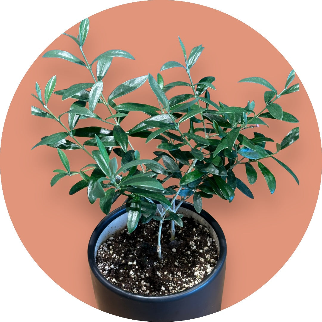 Olive Tree