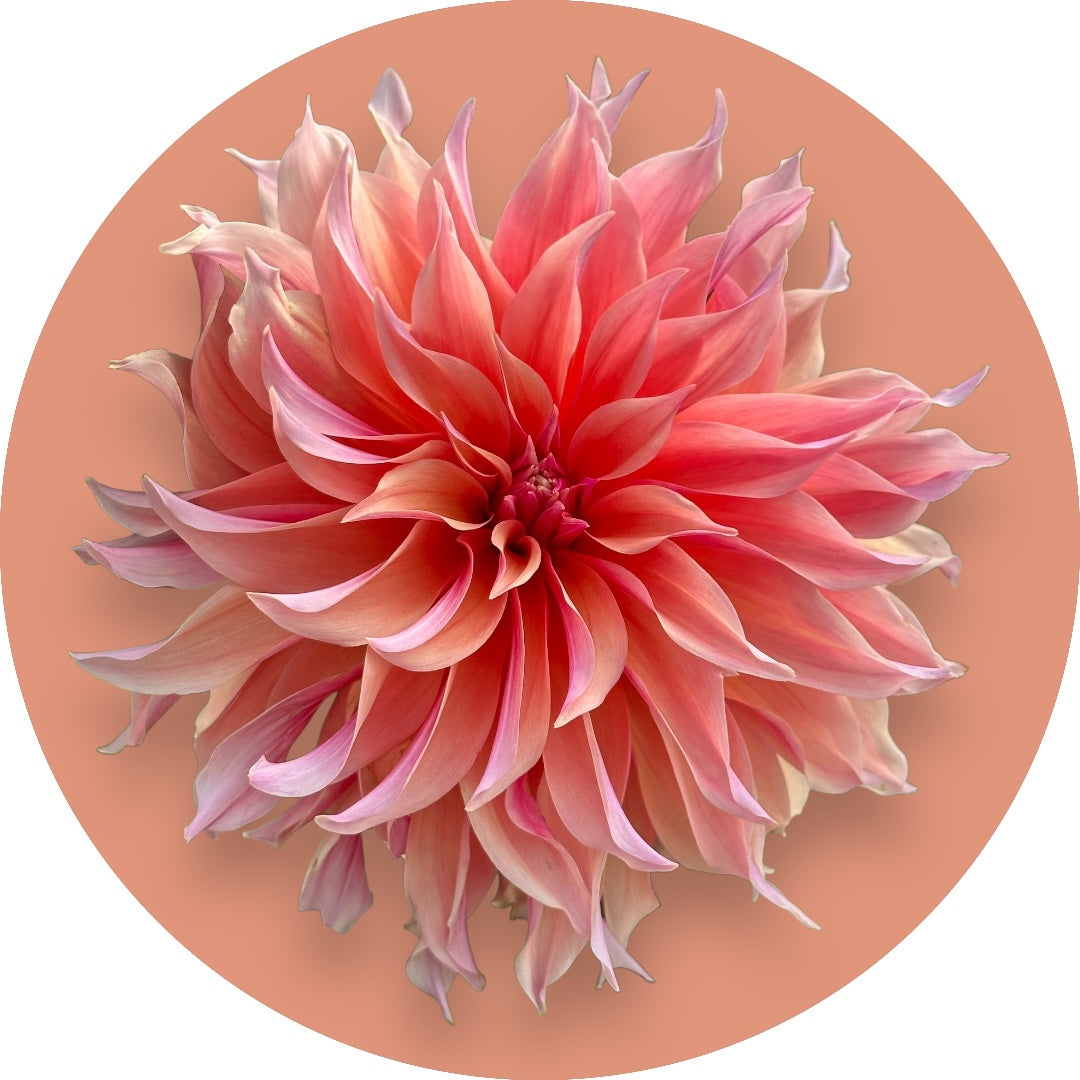 Dahlia - 'Labyrinth'