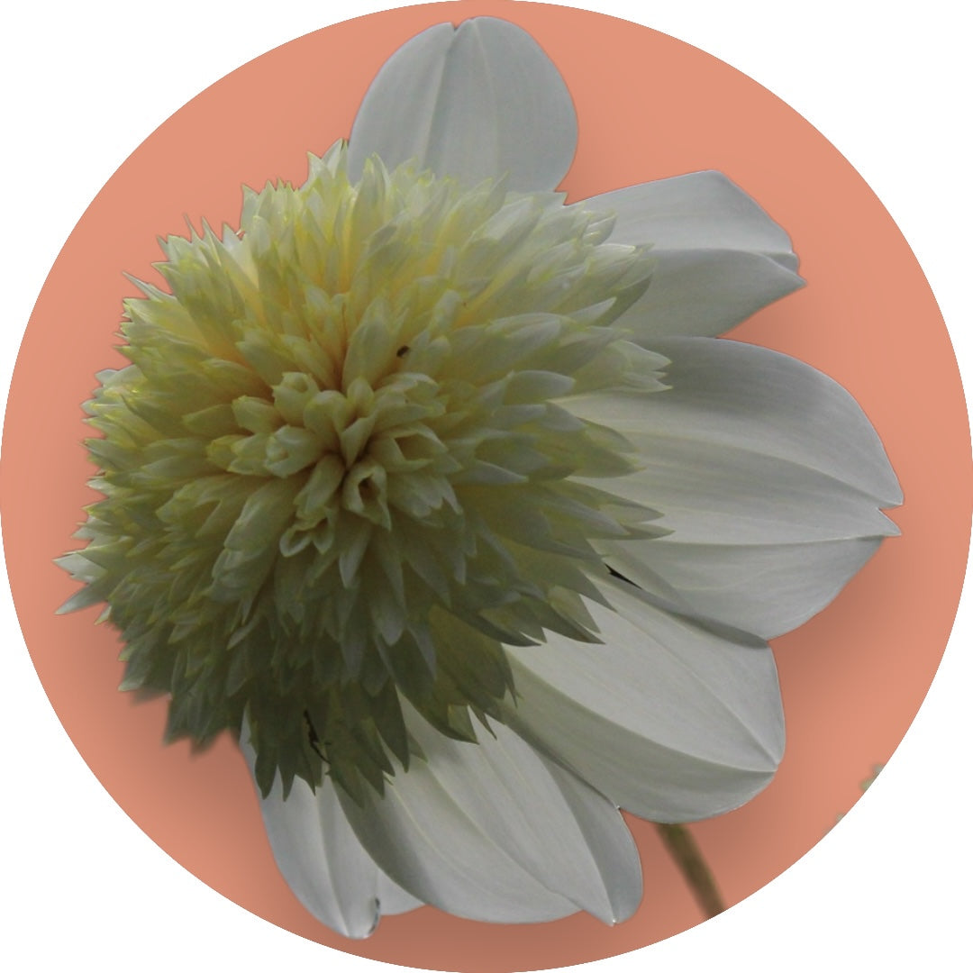 Dahlia - 'Platinum Blonde'