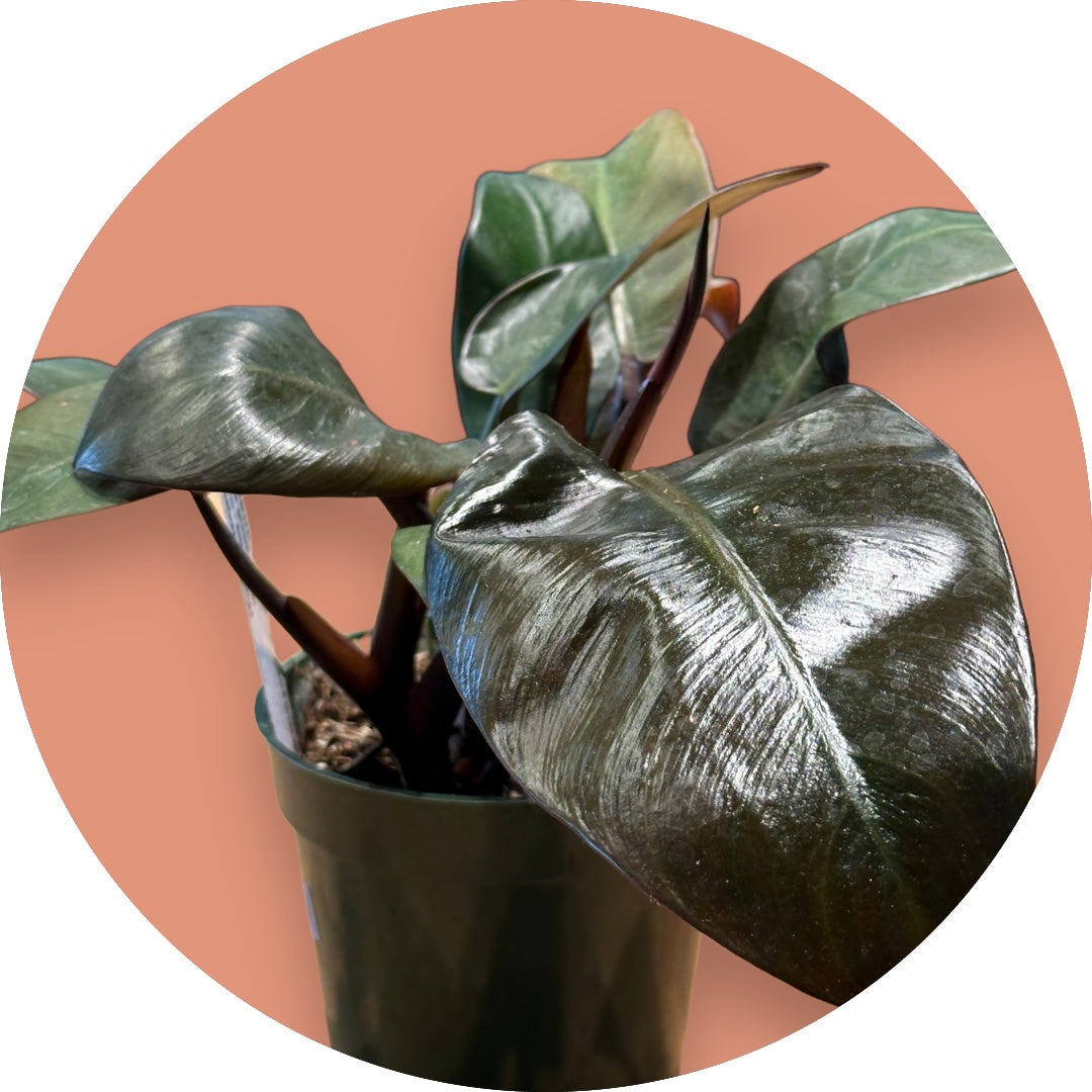 Philodendron Black Cardinal