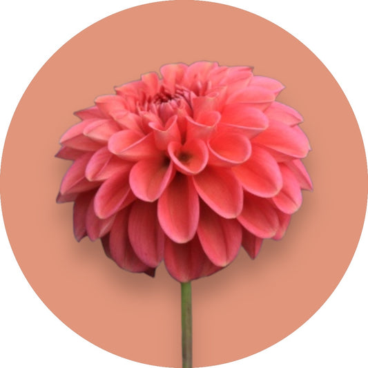 Dahlia - 'Zundert Mystery Fox'