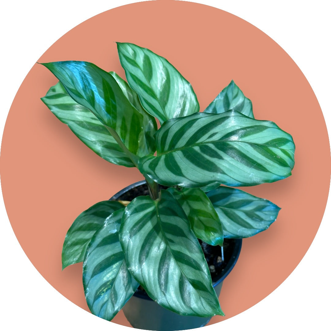 Prayer Plant- 'Freddy'