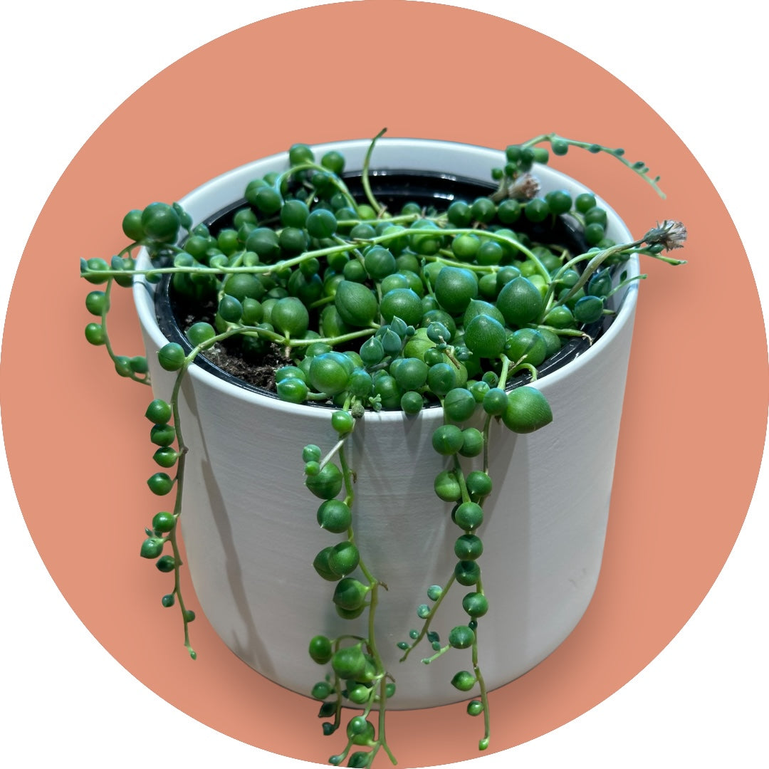 String of Pearls