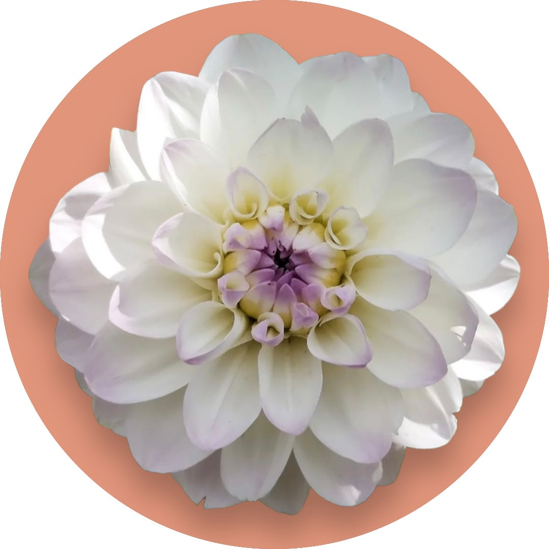 Dahlia - 'Eveline'