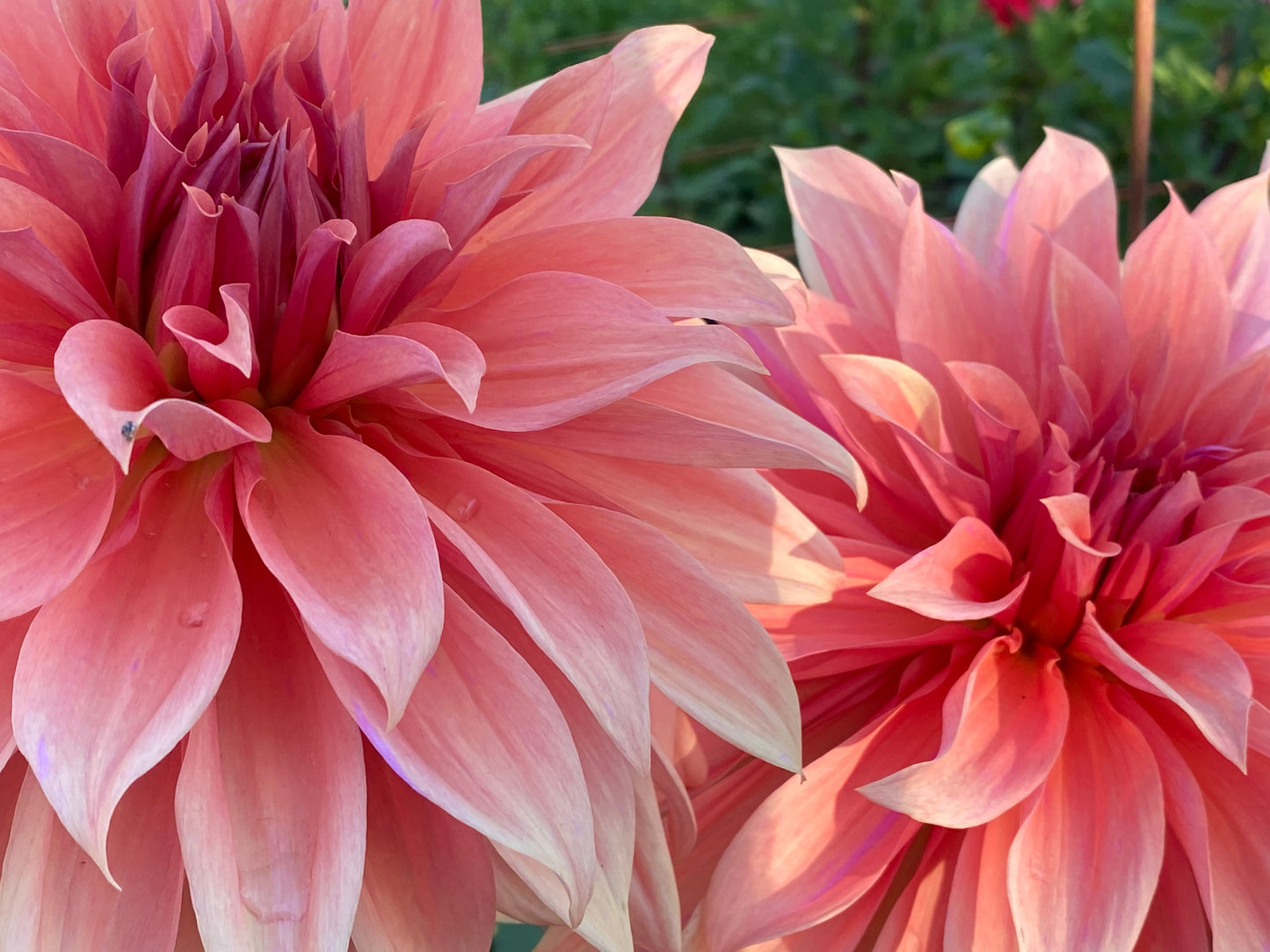 Dahlia - 'Babylon Bronze'