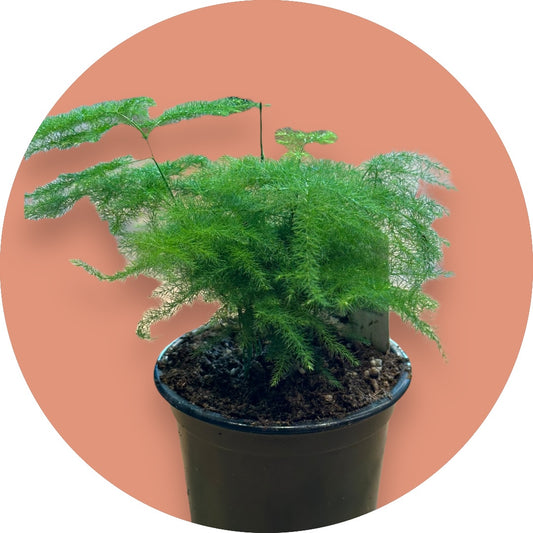 Asparagus Setaceus- Plumosa Fern