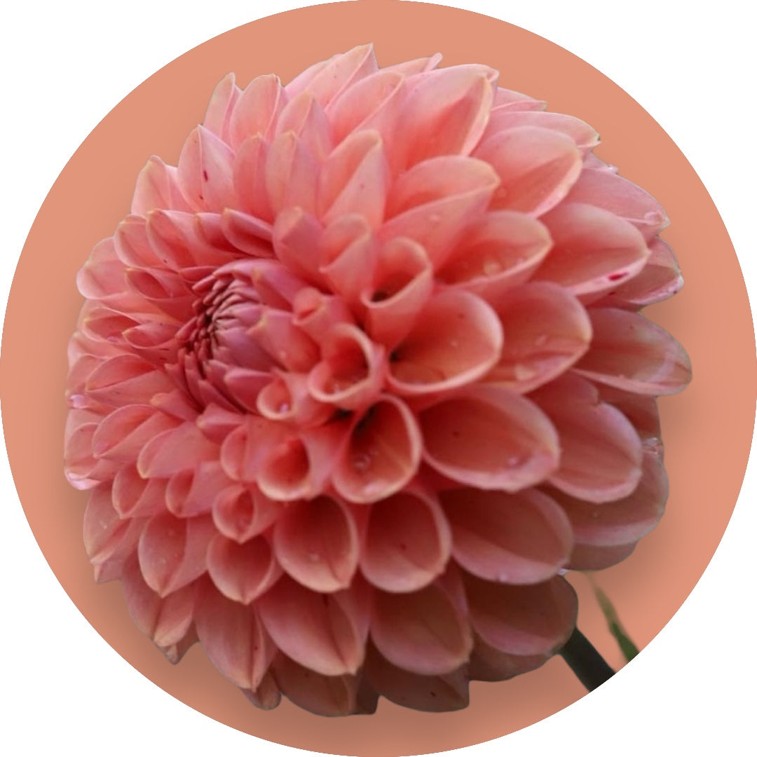 Dahlia - 'Cornel Bronze'