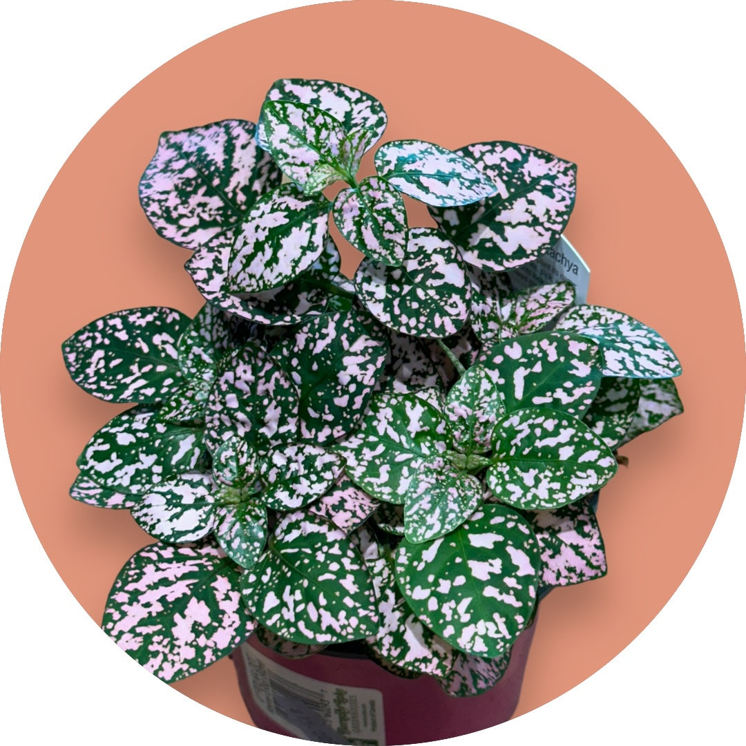 Polka dot plant