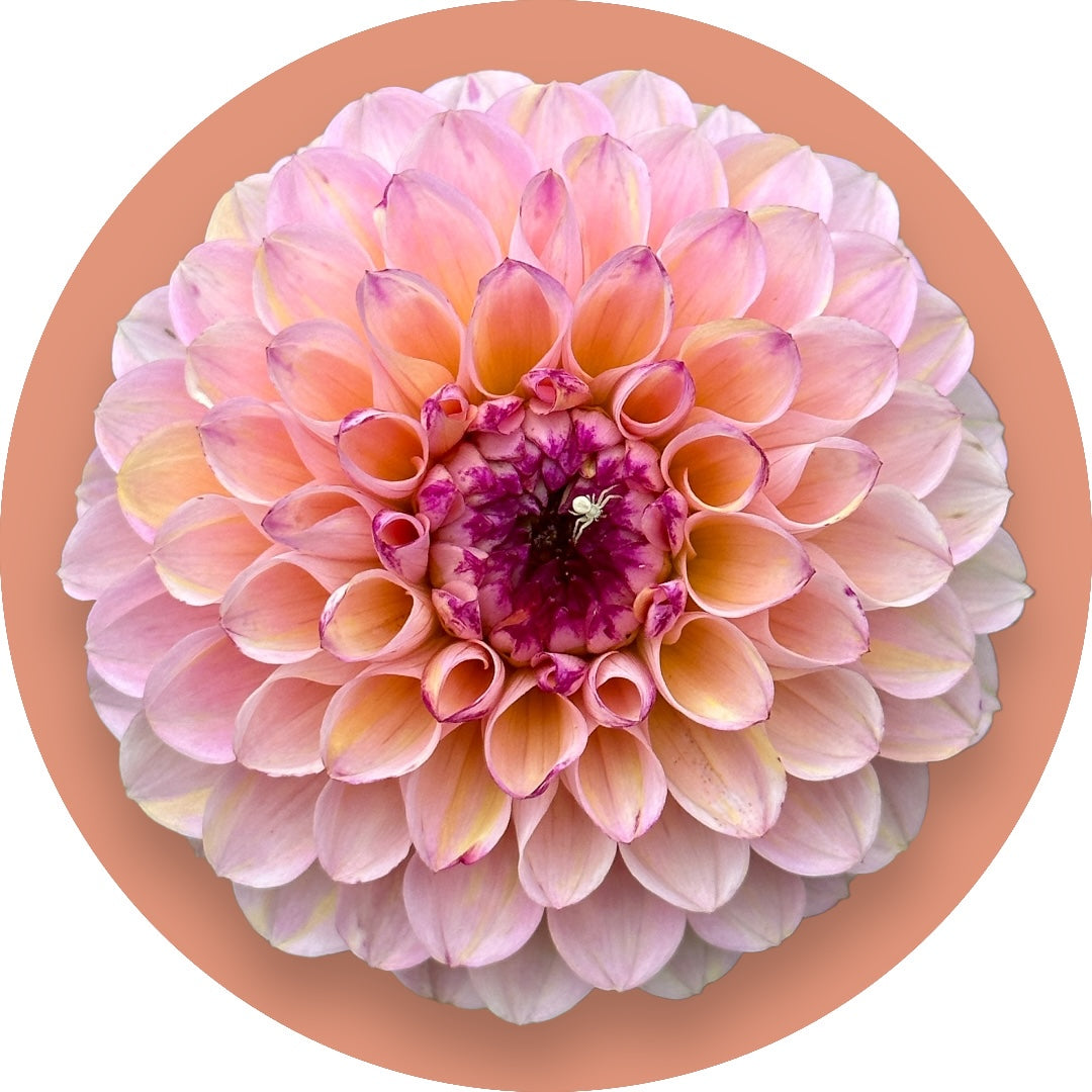 Dahlia - 'Wine Eyed Jill'