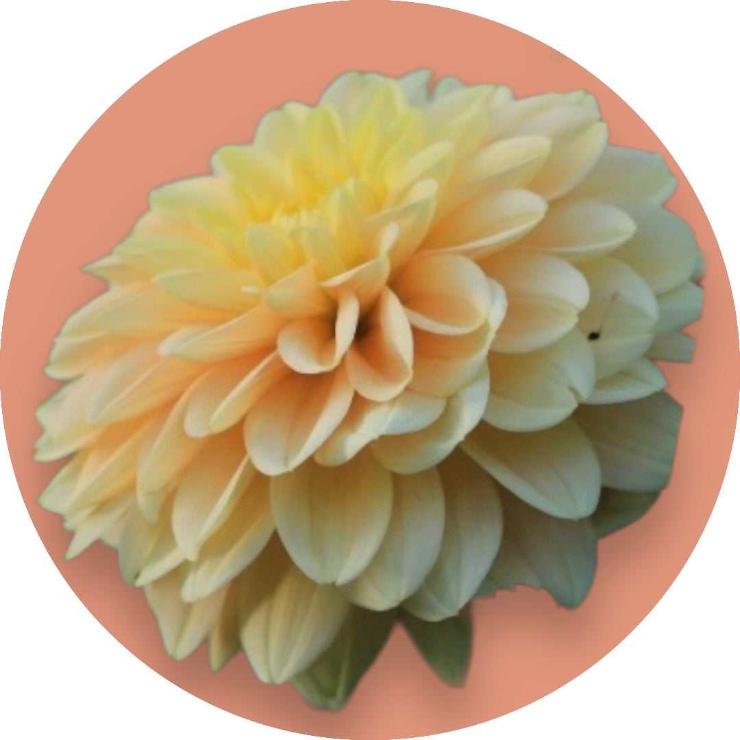 Dahlia - 'Bocherell'