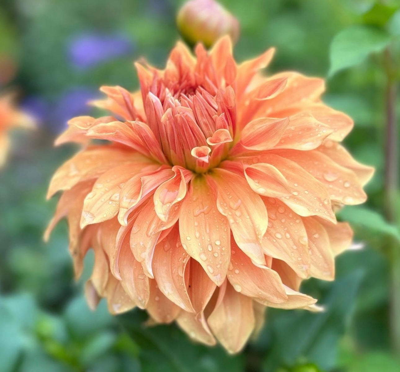 Dahlia - 'Hercules'