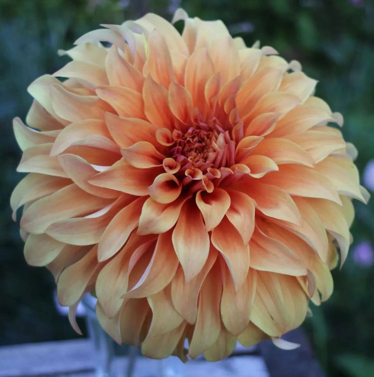 Dahlia - 'Hercules'