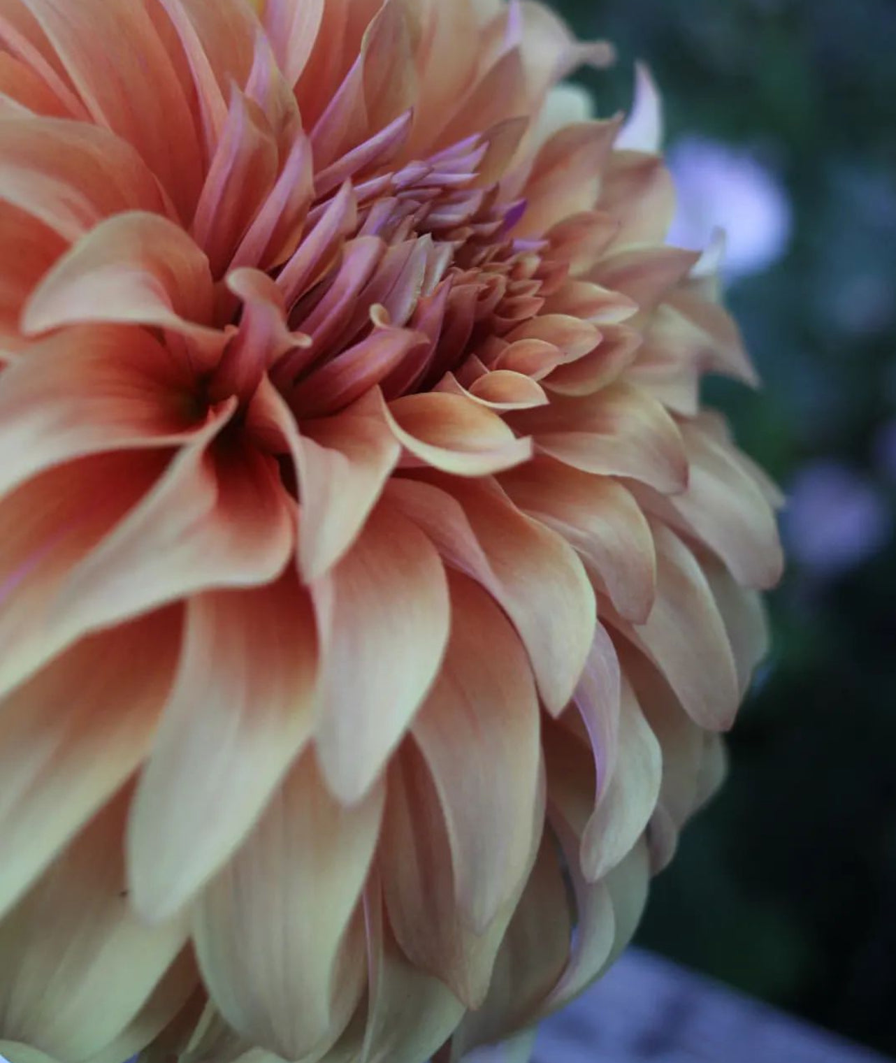 Dahlia - 'Hercules'