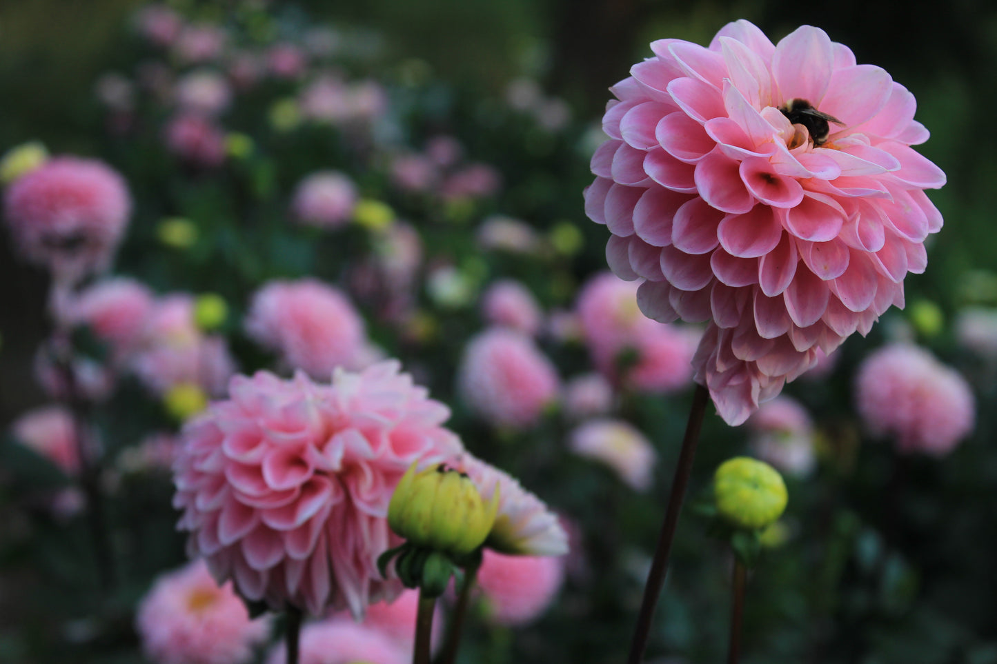 Dahlia - 'Wizard of Oz'