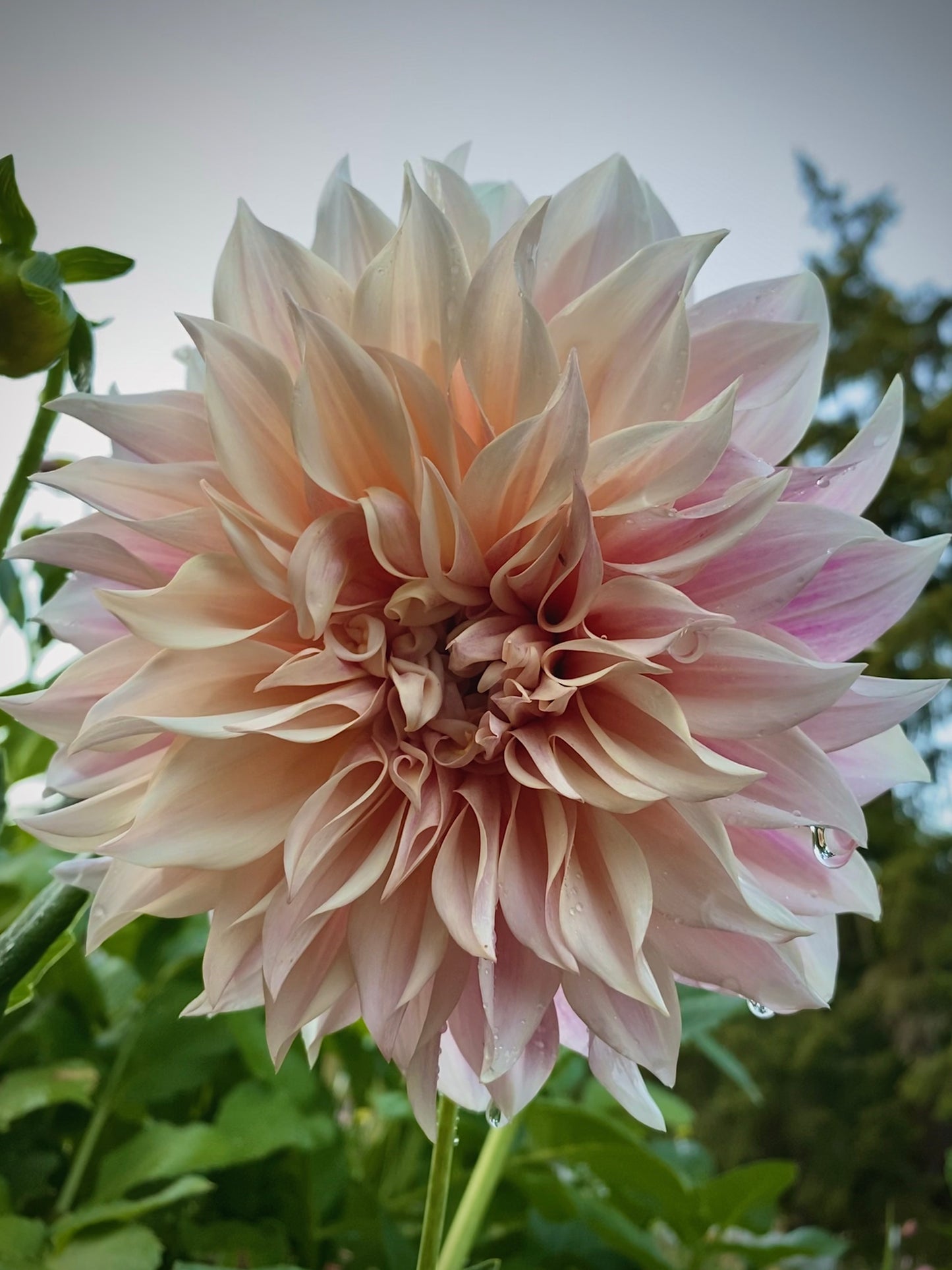 Dahlia - 'Cafe au Lait'