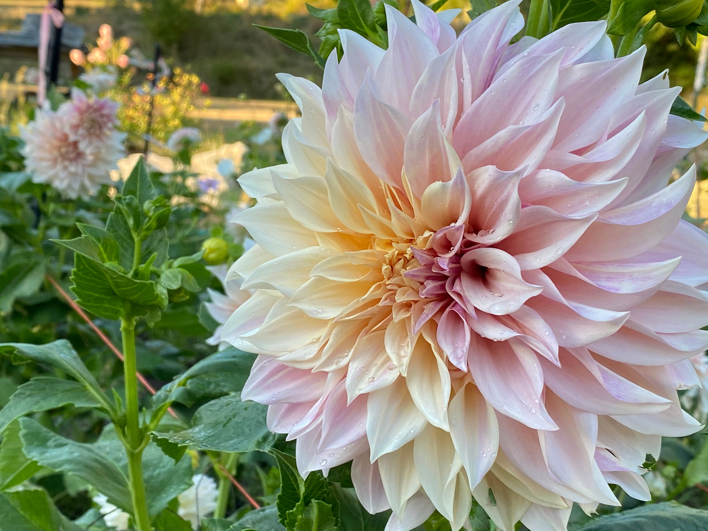 Dahlia - 'Cafe au Lait'