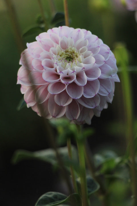 Dahlia - 'Genova'