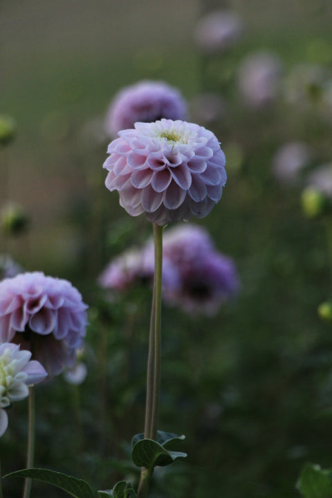 Dahlia - 'Genova'