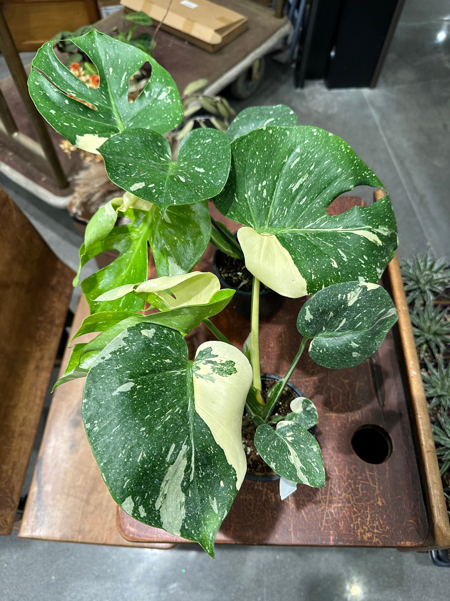 Monstera Thai Constellation