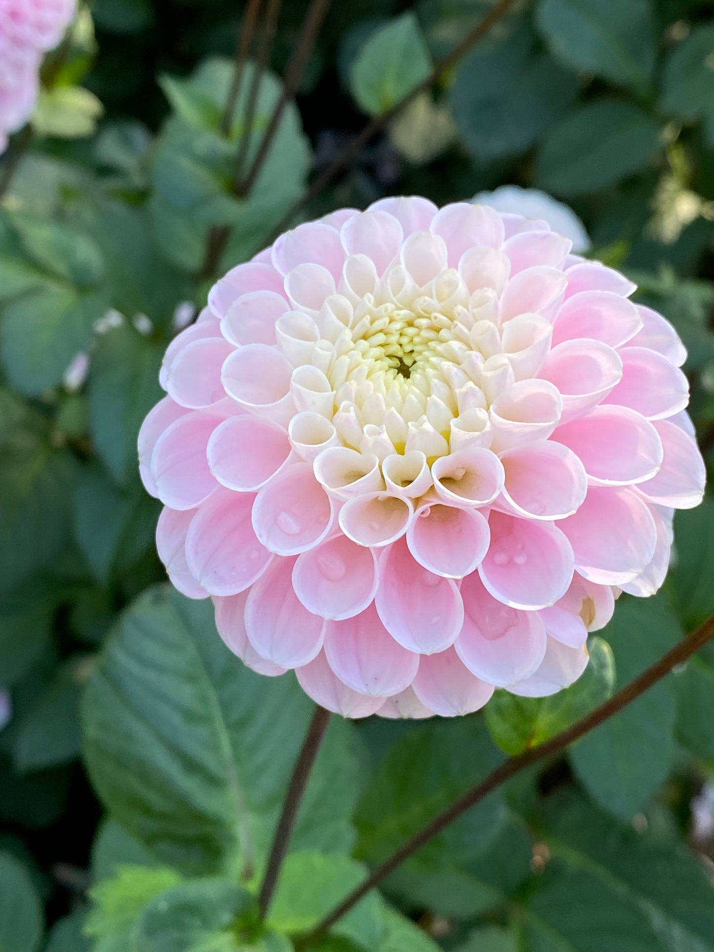 Dahlia - 'Wizard of Oz'