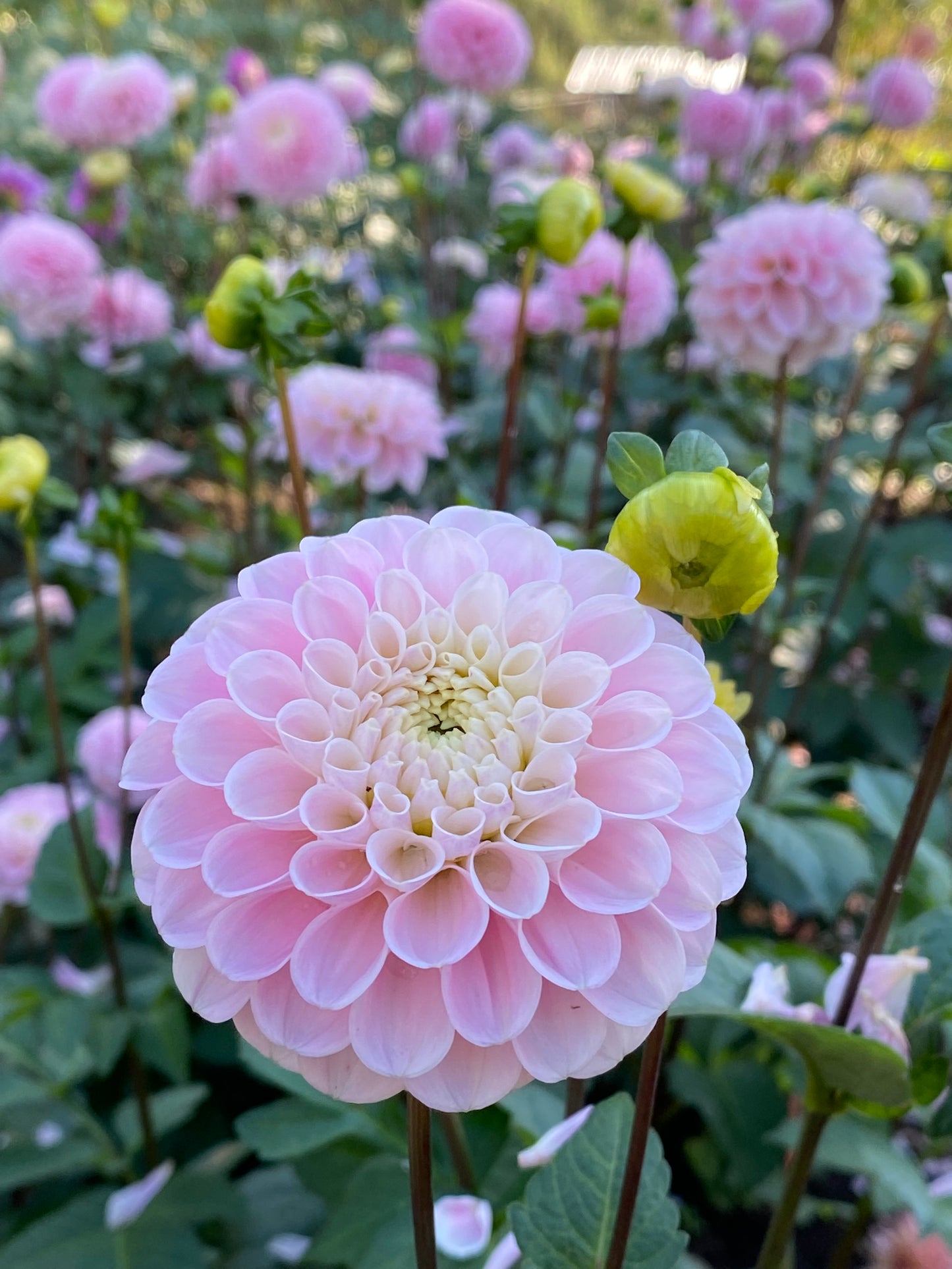 Dahlia - 'Wizard of Oz'