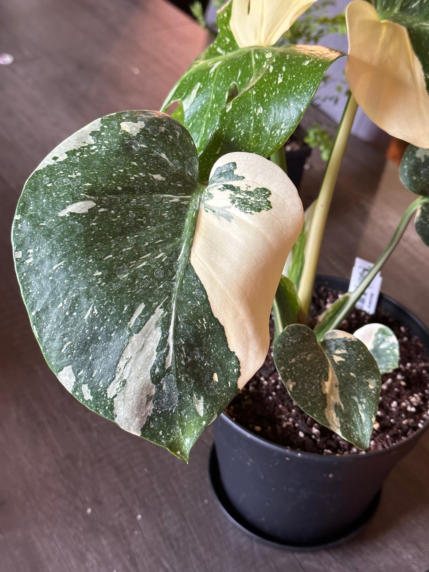 Monstera Thai Constellation