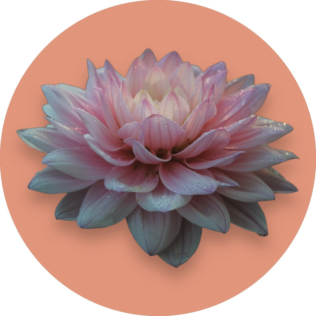 Dahlia - 'Karma Prospero'