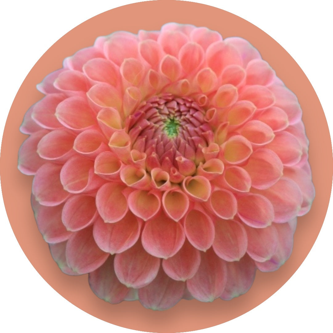 Dahlia - 'Jowey Nicky'