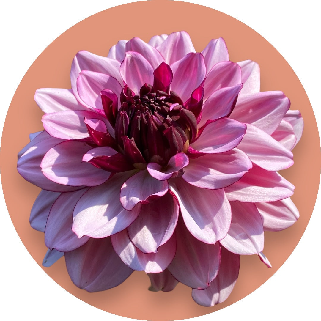 Dahlia - 'Creme de Cassis'