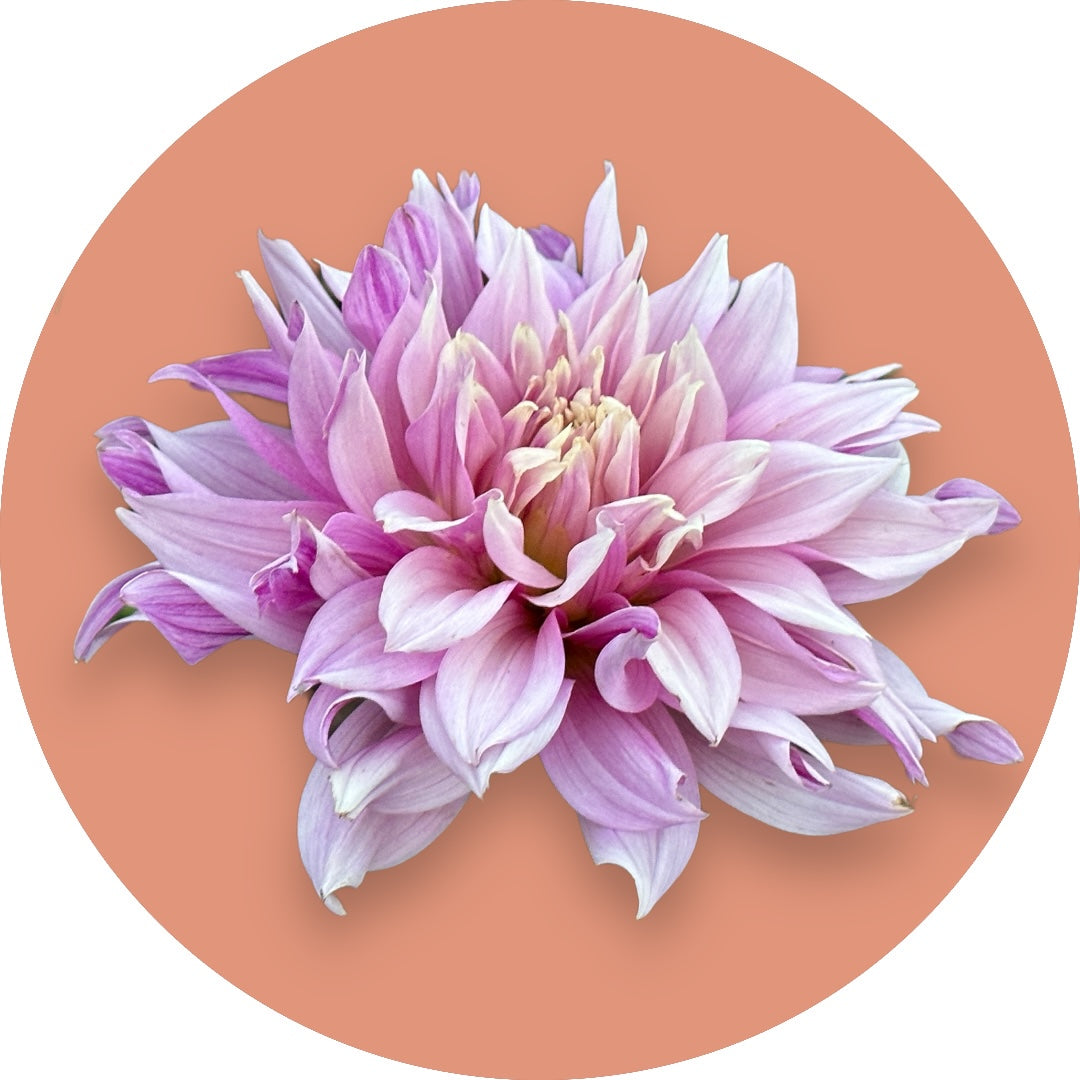 Dahlia - 'Labyrinth Two-tone'