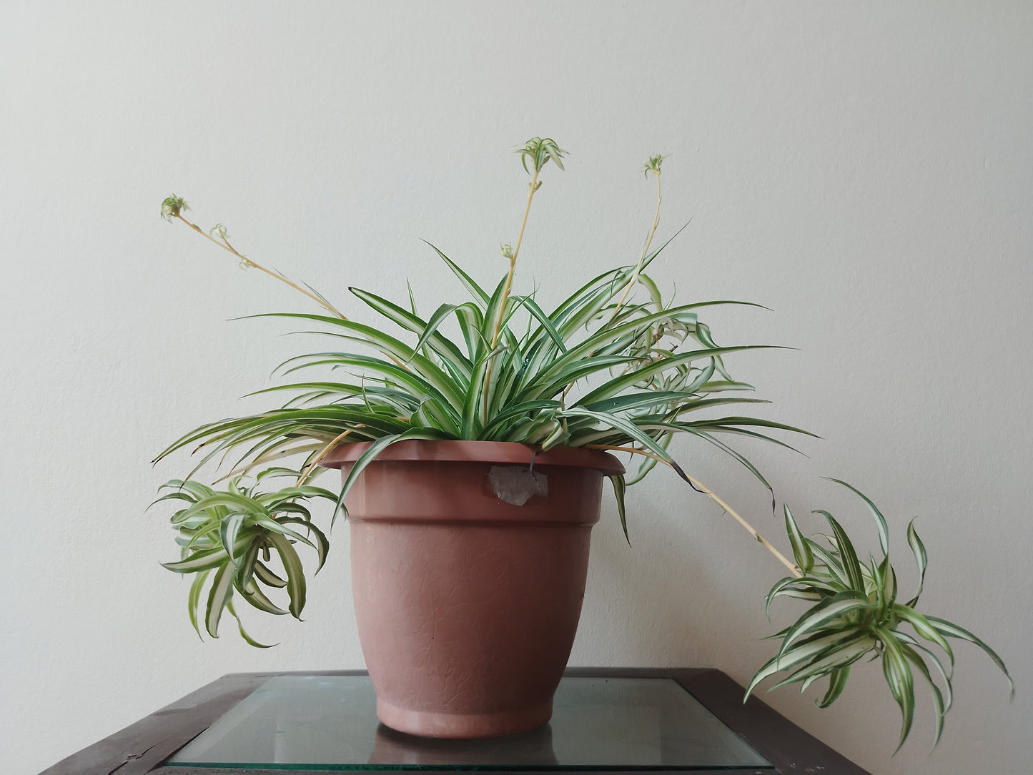 Spider Plant